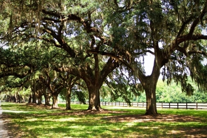 Picture of CHARLESTON OAKS II