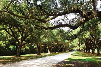 Picture of CHARLESTON OAKS IV