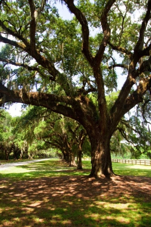 Picture of CHARLESTON OAKS VI