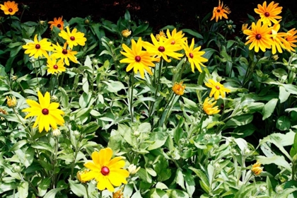 Picture of YELLOW DAISIES II