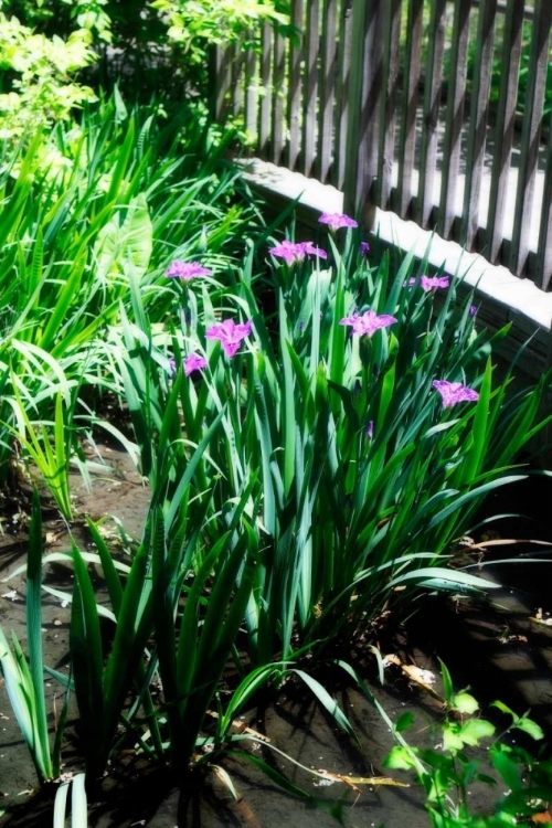 Picture of SPRING IRIS I