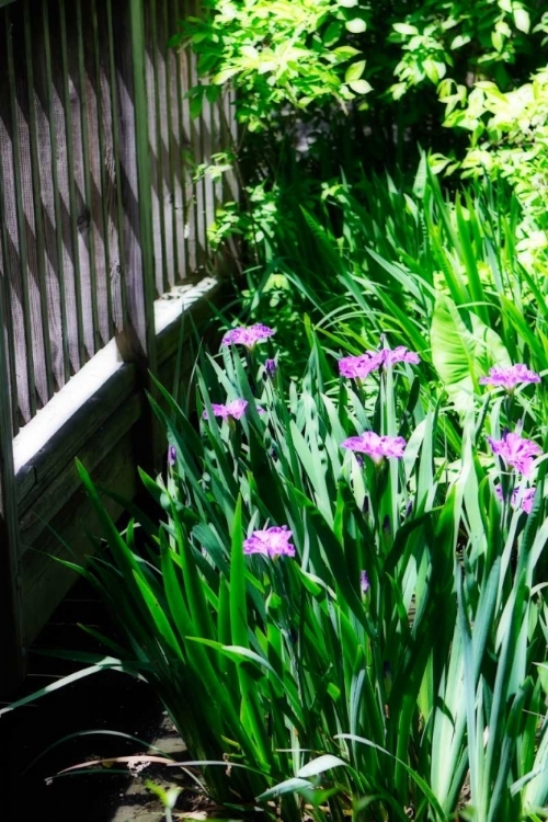 Picture of SPRING IRIS II