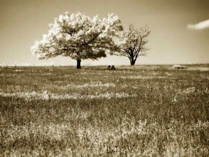 Picture of MOUNTAIN PICNIC II