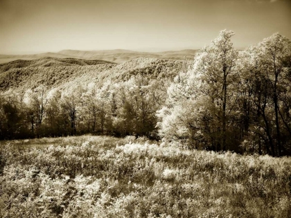 Picture of PINEY MOUNTAIN II