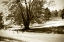 Picture of GEESE AT THE POND I