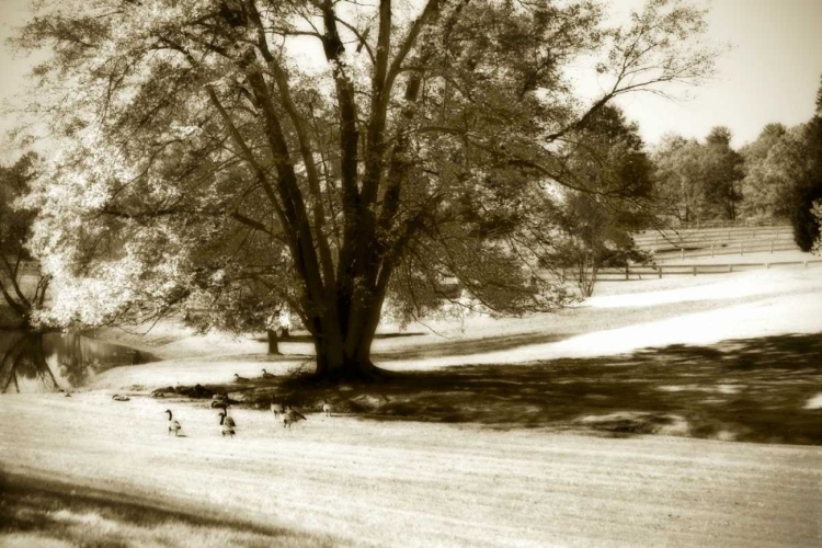 Picture of GEESE AT THE POND I