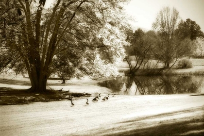Picture of GEESE AT THE POND II