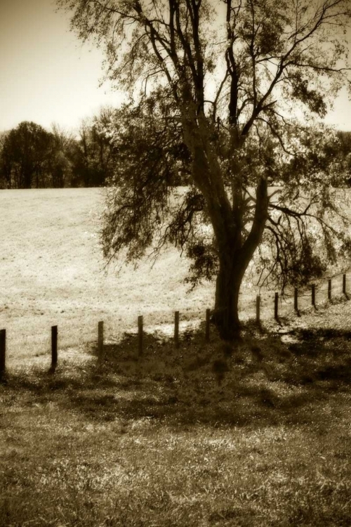 Picture of ROLLING PASTURES I