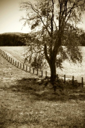 Picture of ROLLING PASTURES II