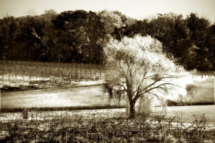 Picture of VINEYARD I