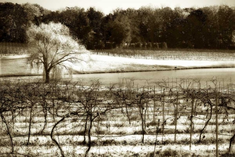 Picture of VINEYARD II