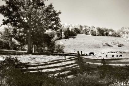 Picture of AUTUMN PASTURES I