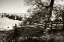 Picture of AUTUMN PASTURES II