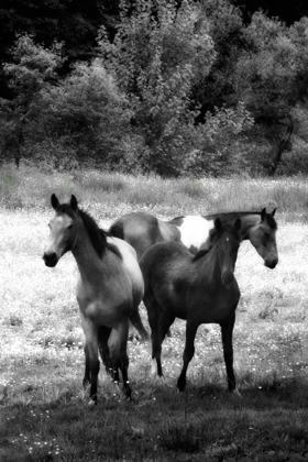 Picture of THE HORSES THREE I