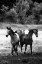 Picture of THE HORSES THREE I