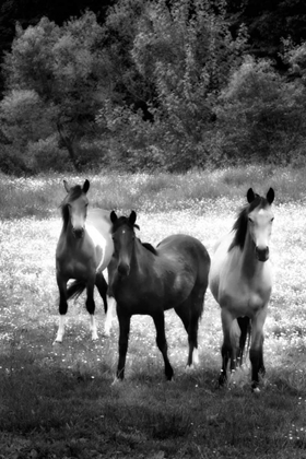 Picture of THE HORSES THREE II
