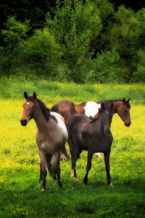 Picture of THE HORSES THREE I