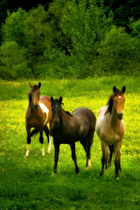 Picture of THE HORSES THREE II