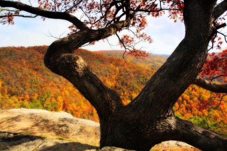 Picture of WILDCAT RIDGE II