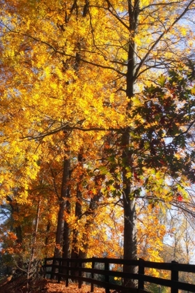 Picture of BOUGHS OF GOLD II