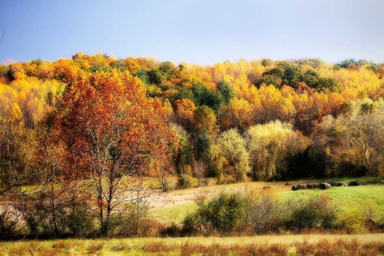 Picture of SPERRYVILLE FIELDS I