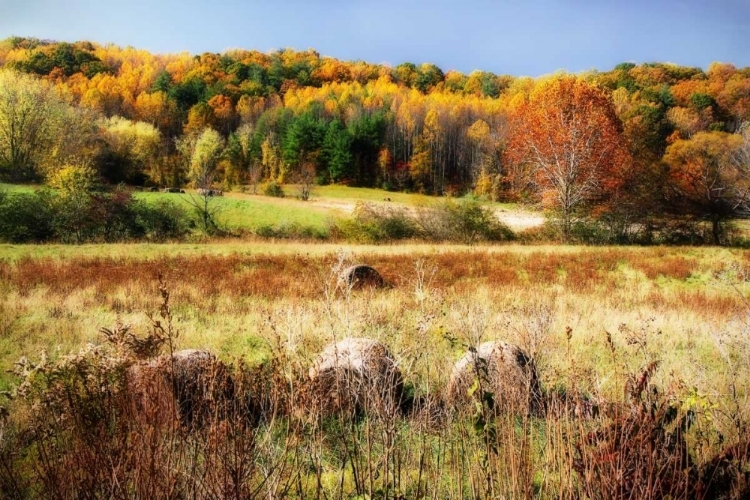 Picture of SPERRYVILLE FIELDS II