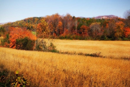 Picture of SPERRYVILLE FIELDS IV