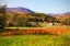 Picture of AUTUMN FIELDS II