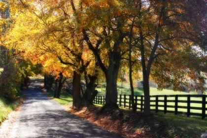 Picture of COUNTRY ROAD I