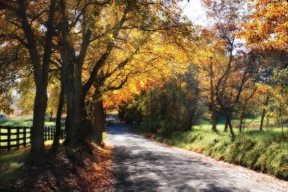 Picture of COUNTRY ROAD II