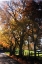 Picture of COUNTRY ROAD IV