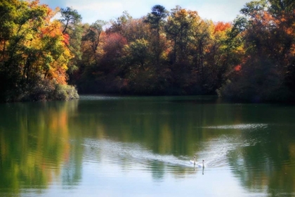 Picture of SWANS ON THE LAKE II