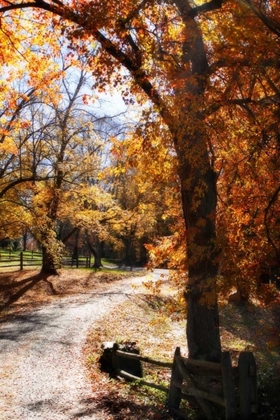 Picture of AUTUMN ON KENT FARM IV