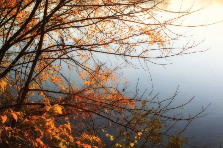 Picture of LEAVES OF ORANGE I