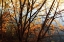 Picture of LEAVES OF ORANGE III