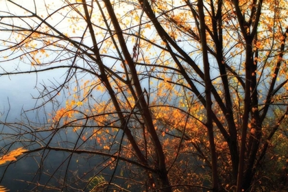 Picture of LEAVES OF ORANGE IV