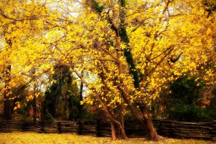 Picture of SPLIT RAIL FENCE III