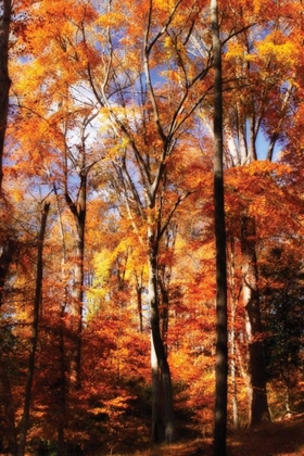 Picture of AUTUMN CATHEDRAL II