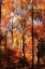 Picture of AUTUMN CATHEDRAL II