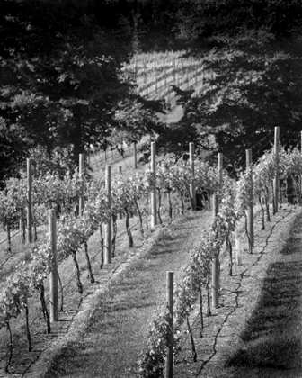 Picture of VINEYARD I