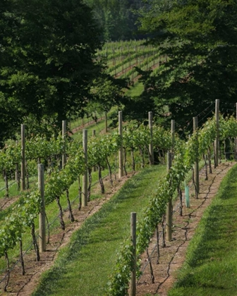 Picture of VINEYARD II