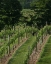 Picture of VINEYARD II