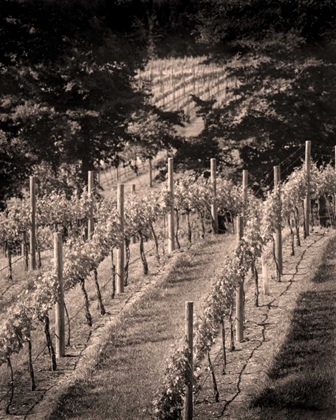 Picture of VINEYARD III