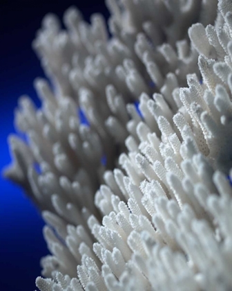 Picture of SEA CORAL II