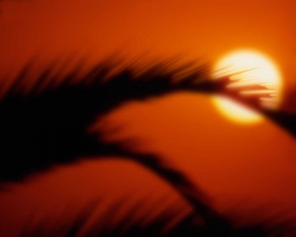 Picture of PALM SUNSET I