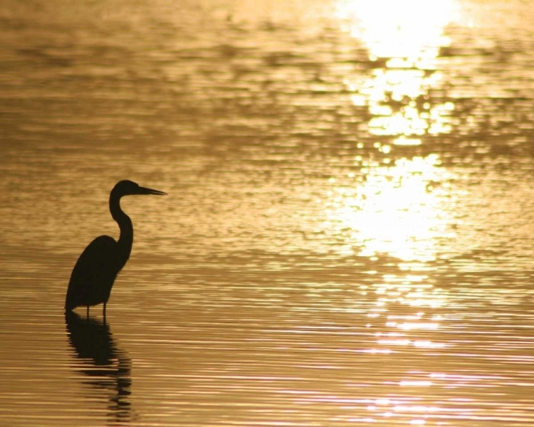 Picture of ESTUARY III