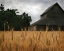 Picture of HARVEST TIME I