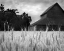 Picture of HARVEST TIME II