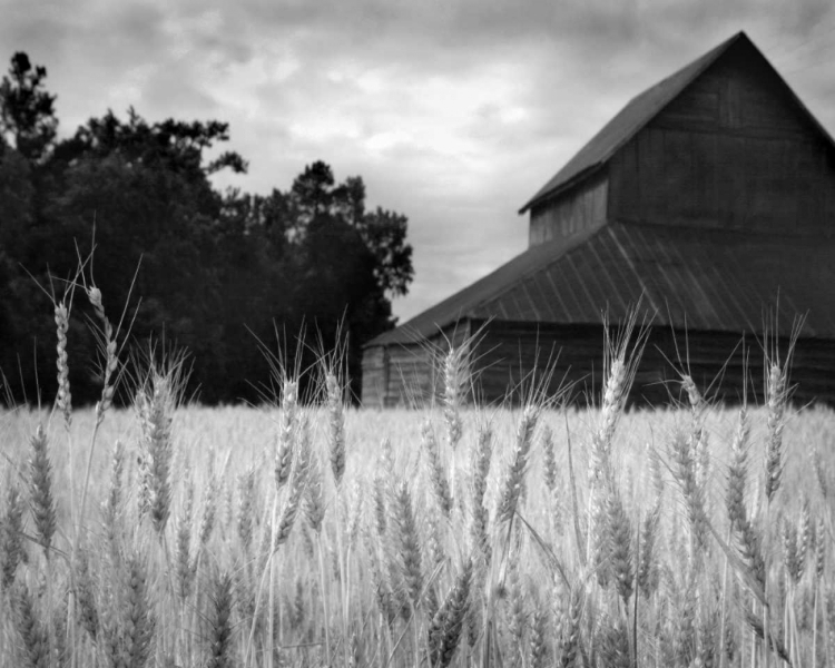 Picture of HARVEST TIME II