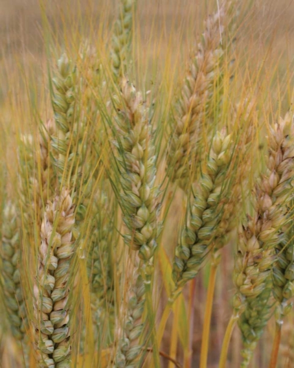 Picture of TURNING GRAIN I